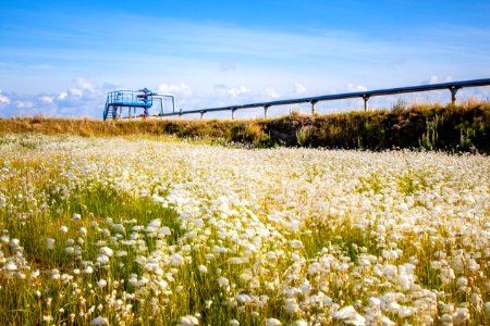 Flowers in front of an oil pipeline