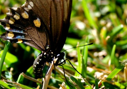 Butterfly Up Close