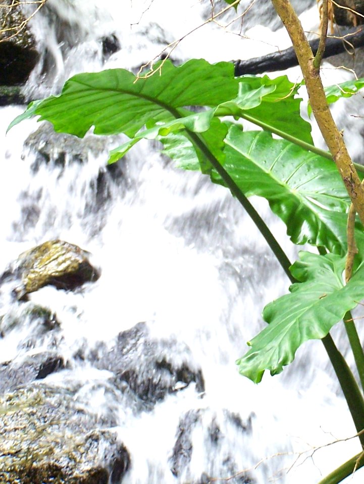 Eden Project rainforest