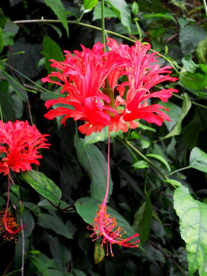 The Eden Project photo