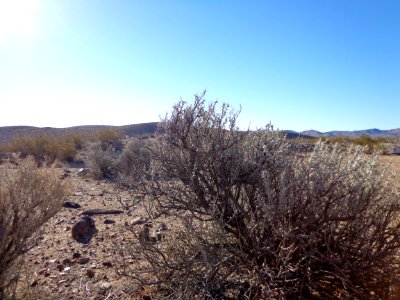 Desert Landscape photo