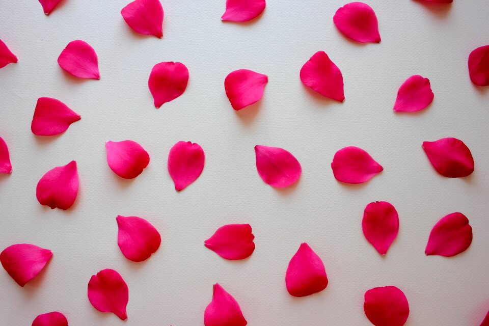 Rose petals romance love