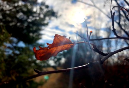 2020/366/303 Illusion of Winter Abated