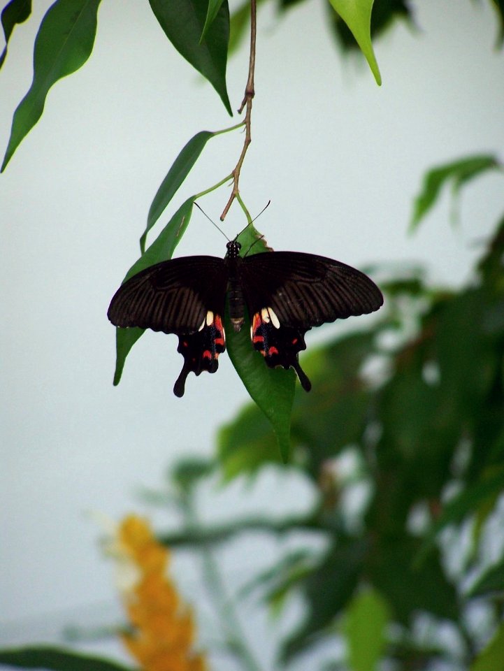 Bristol Zoo butterfly