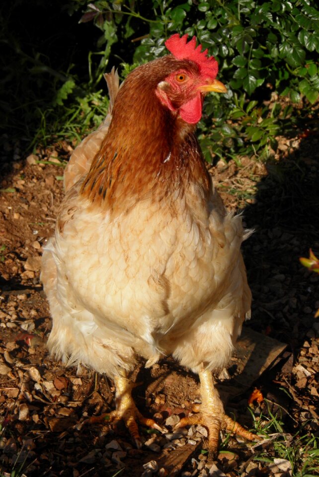 Broody farm bird