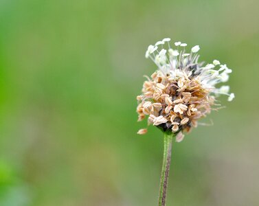 Plant nature flowering stems photo