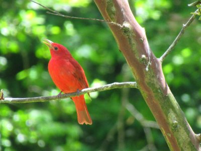 summer tanager male1 photo