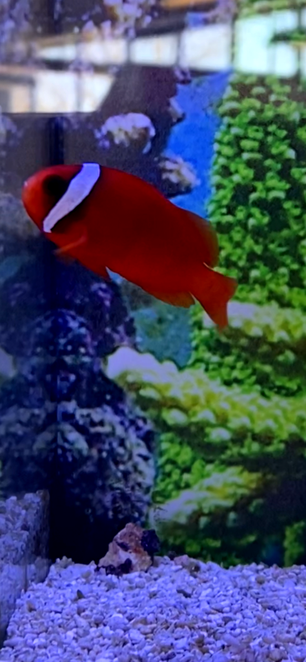 Tomato Clown