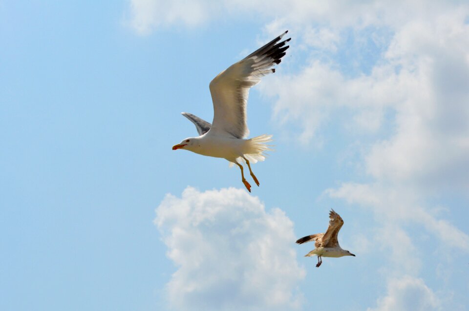 Flight sky wings
