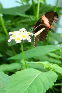 Bristol Zoo butterfly