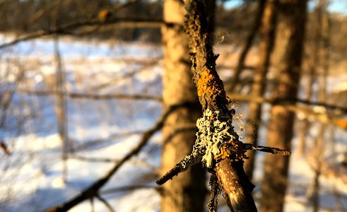 Limb Decoration