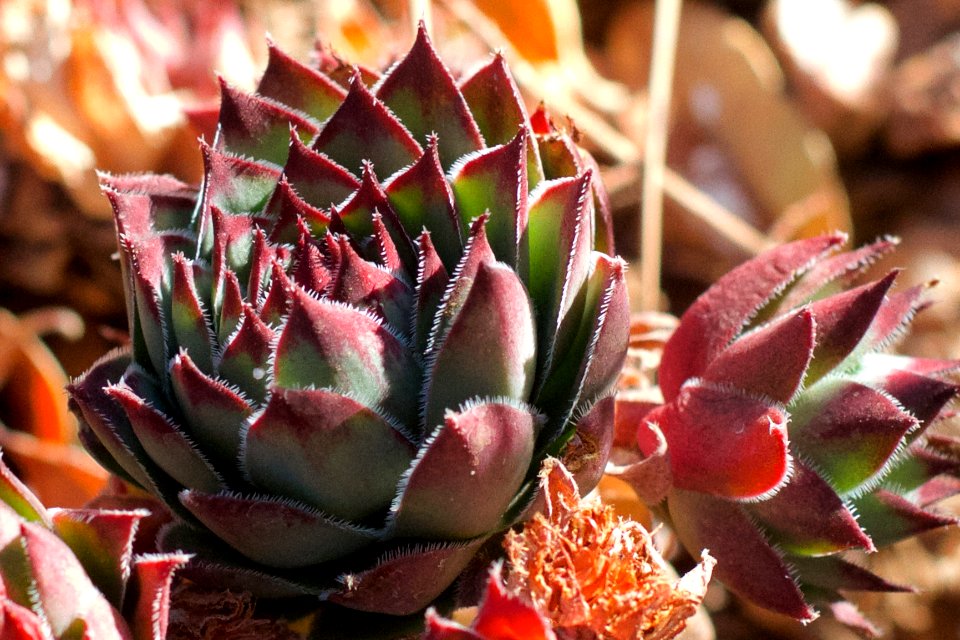 I'm a Succulent, Damnit