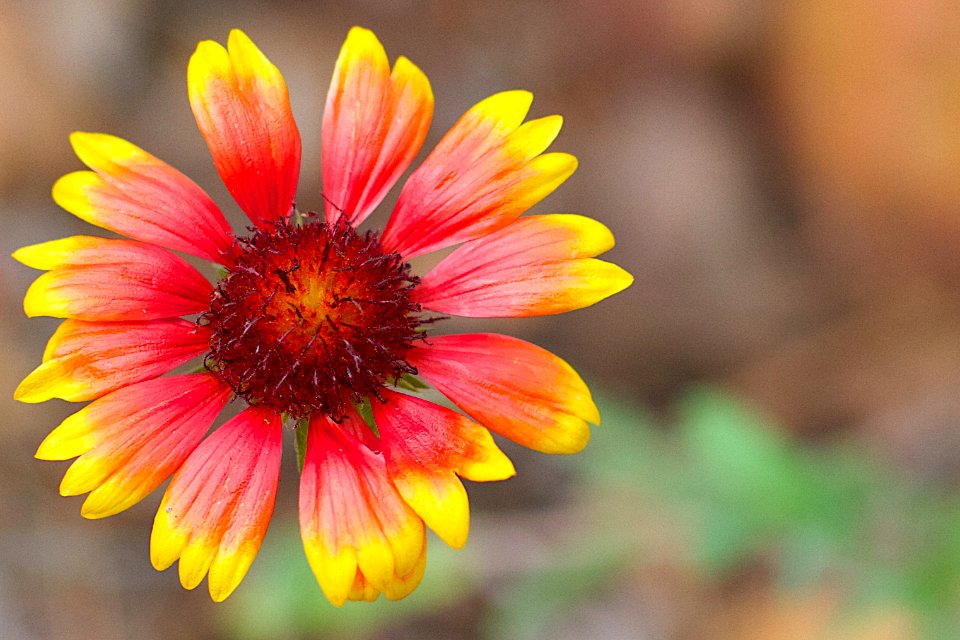 2014/365/234 Wrap Your Soul in a Blanket Flower