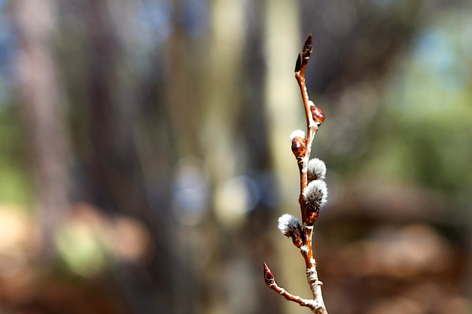 2016/365/67 More Aspen Fuzz