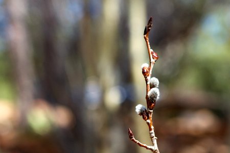 2016/365/67 More Aspen Fuzz