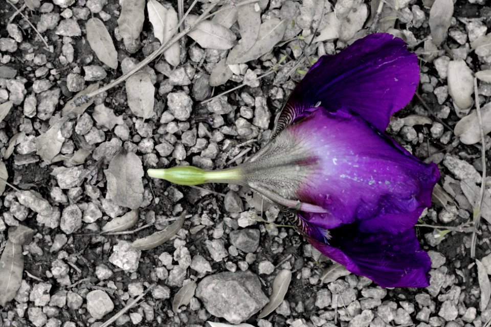 2015/365/136 I Could Have Been a Contender