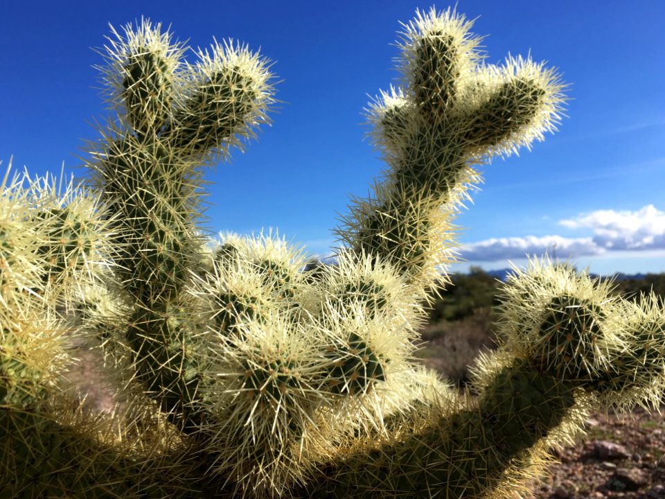 Hallo Teddy Bear Cholla