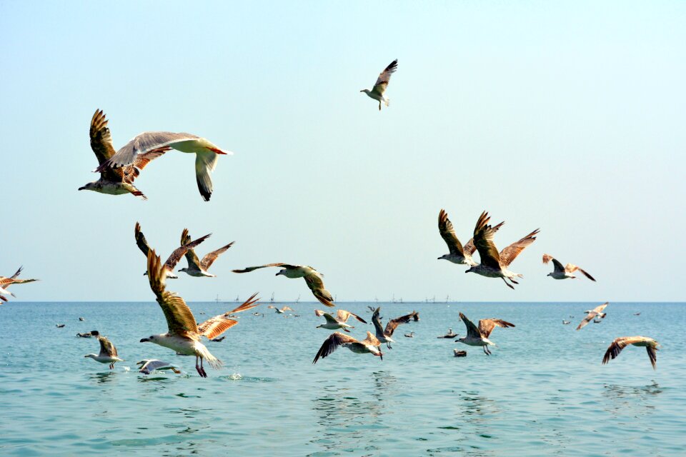 Flight water great