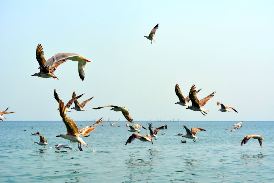 Flight water great photo