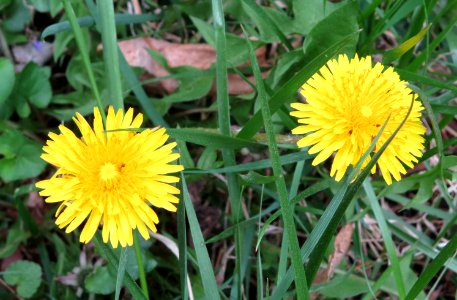 flora dandelions photo