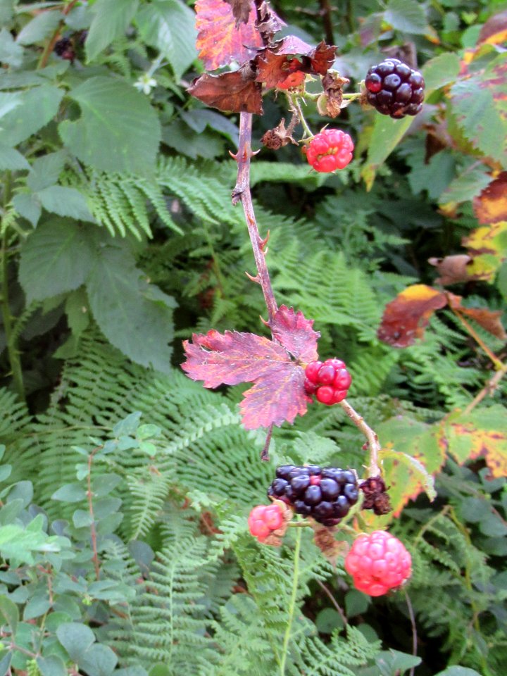flora wild berries