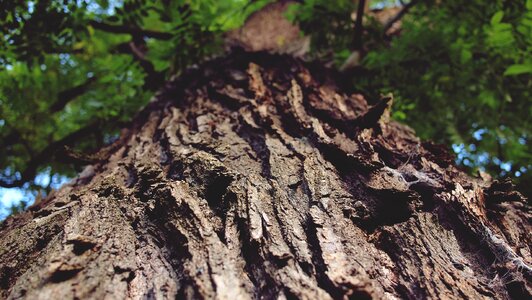 Tree trunk bark nature