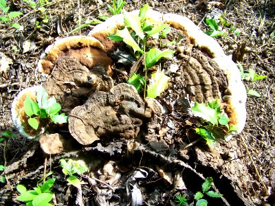 flora fungus 1