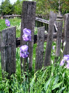 flora purple iris
