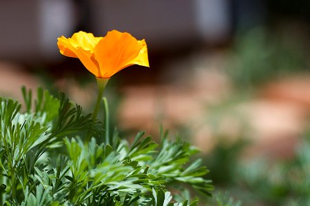 First Poppy Out of the Chute