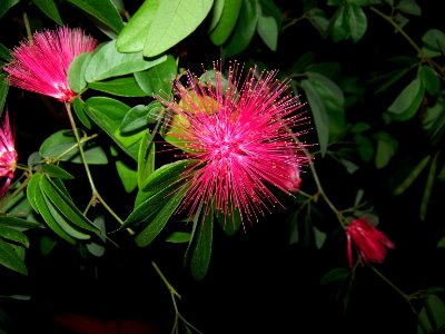 lg powder puff tree photo