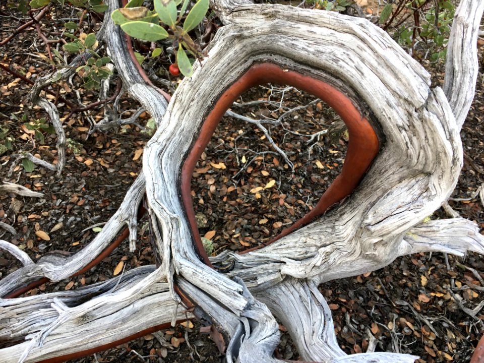 Full Curl Manazanita