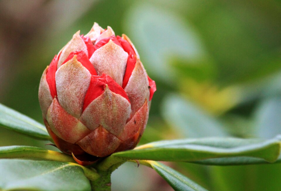 Bloom plant nature