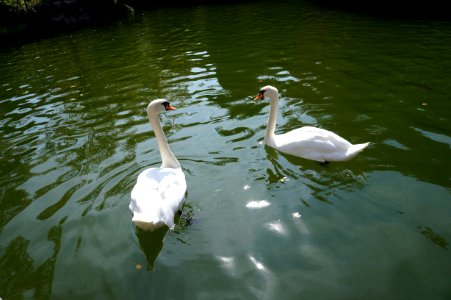 Pareja de cisnes