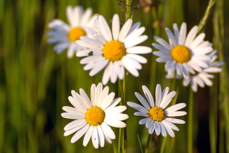 meadow flowers