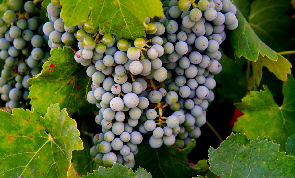 petite sirah