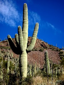 Arizona Stereotype