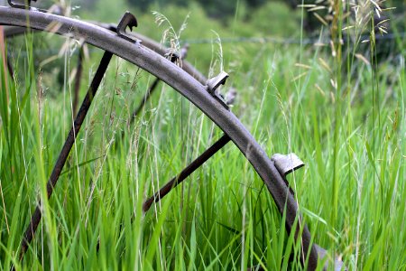 2015/365/174 Stuck in the High Grass photo