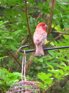 House Finch