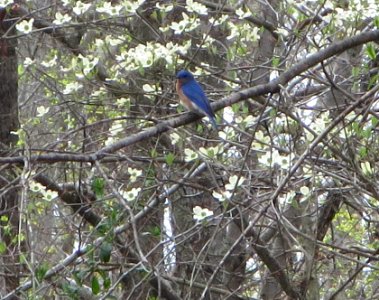 Bluebird in Dogwood photo