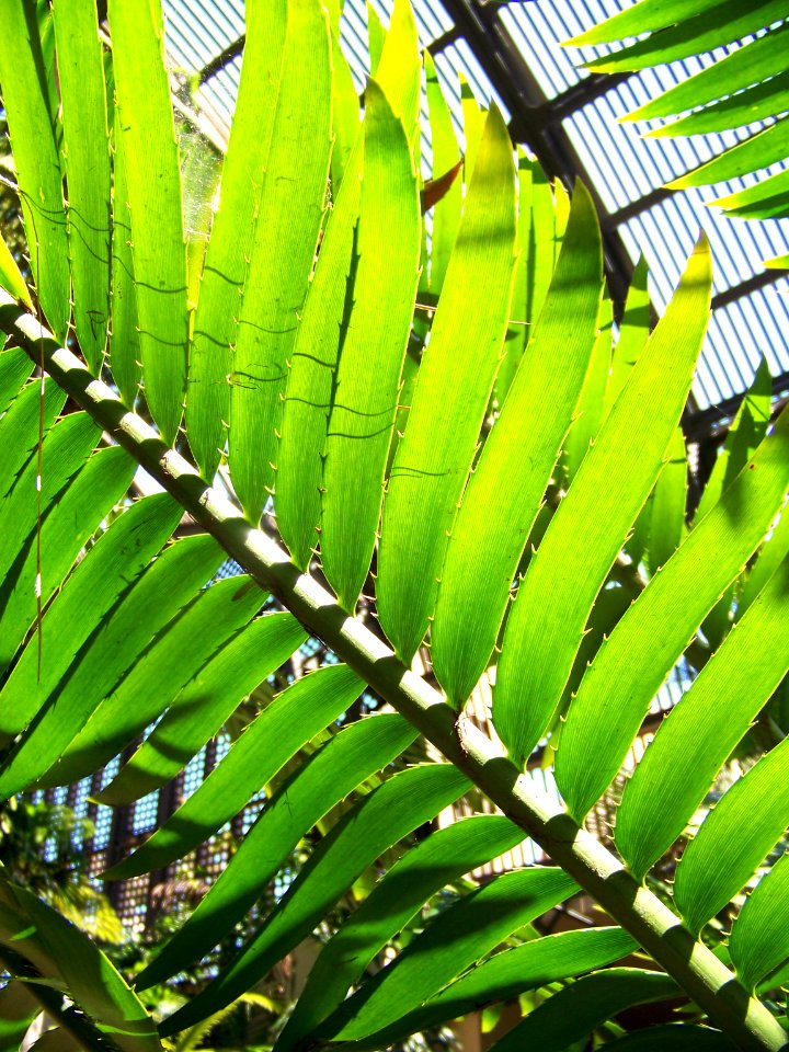 flora lines