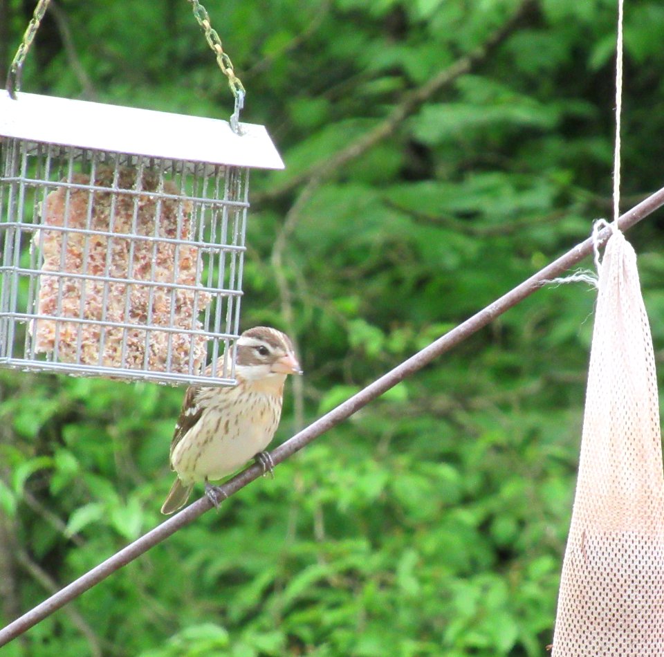 Female Rose-breasted Grosbeak photo