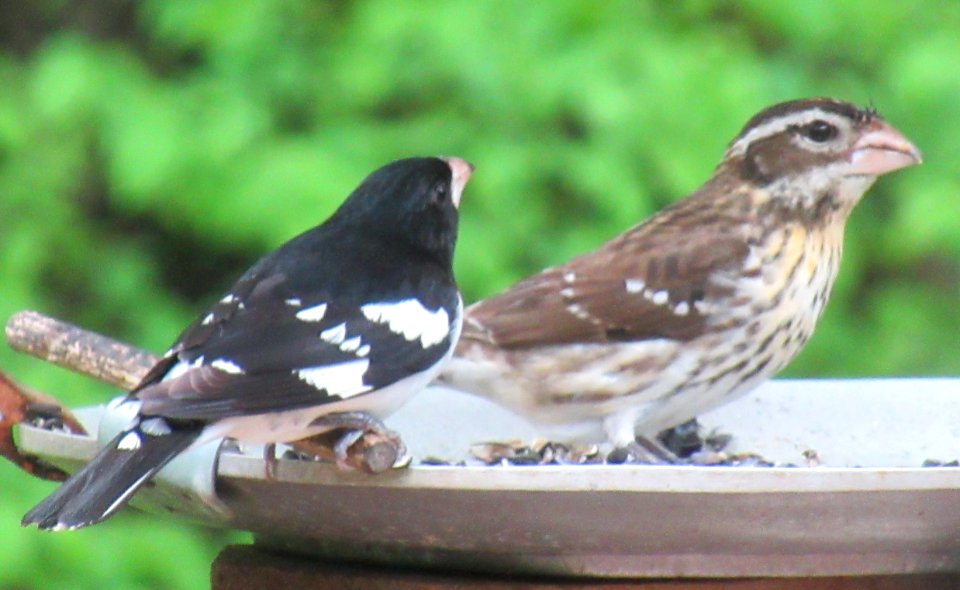 rose-breasted grosbeak male and female