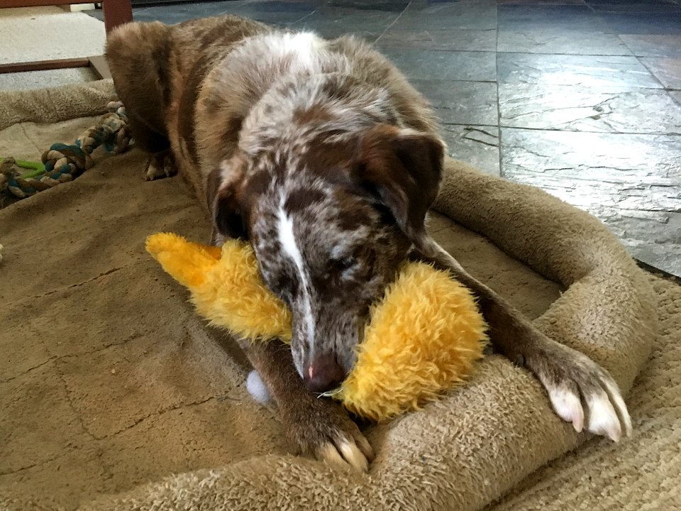 Yellow Toy on Borrowed Time