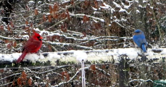 Bluebird and Cardinal in Snow photo