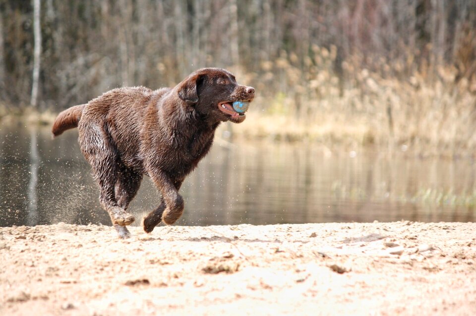 Beoum fur beach play