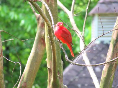 summer tanager male5 photo