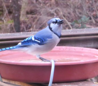 Blue Jay in Birdbath