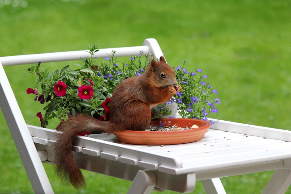 Spring meal garden