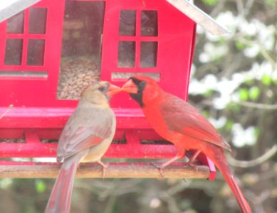 Cardinal Couple Courting photo