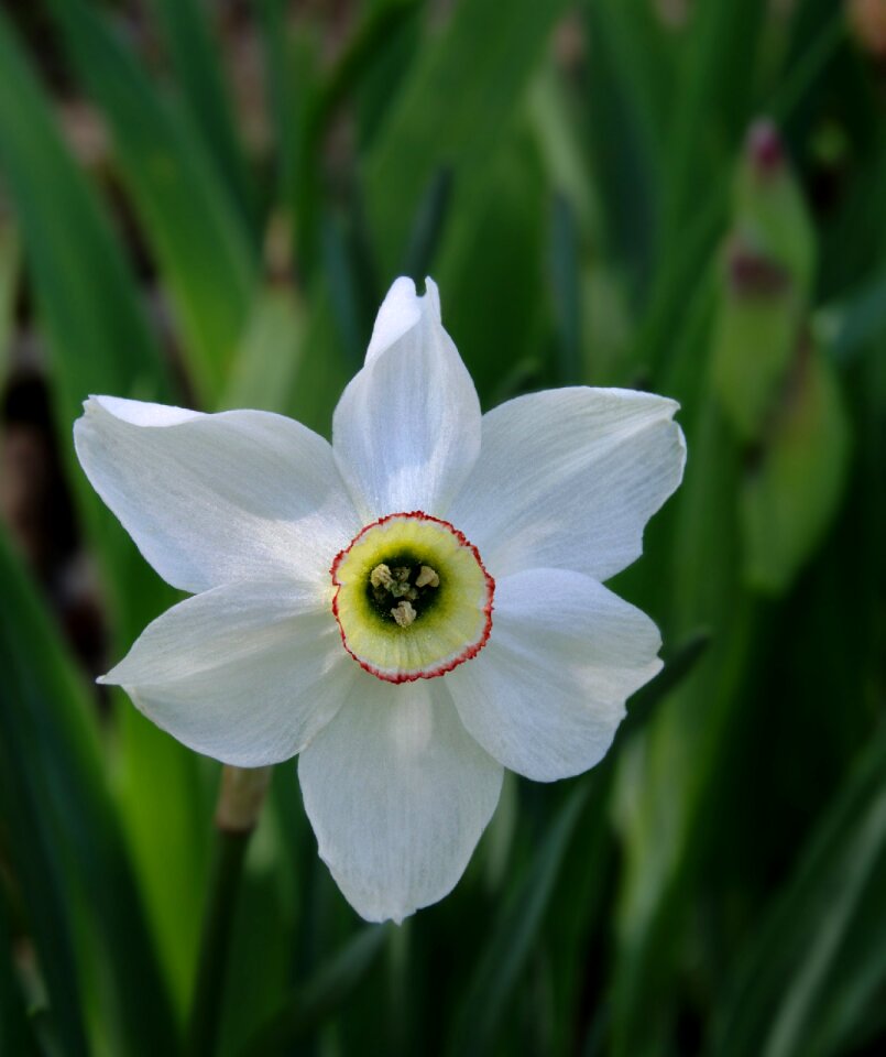 Bloom blossom spring flower